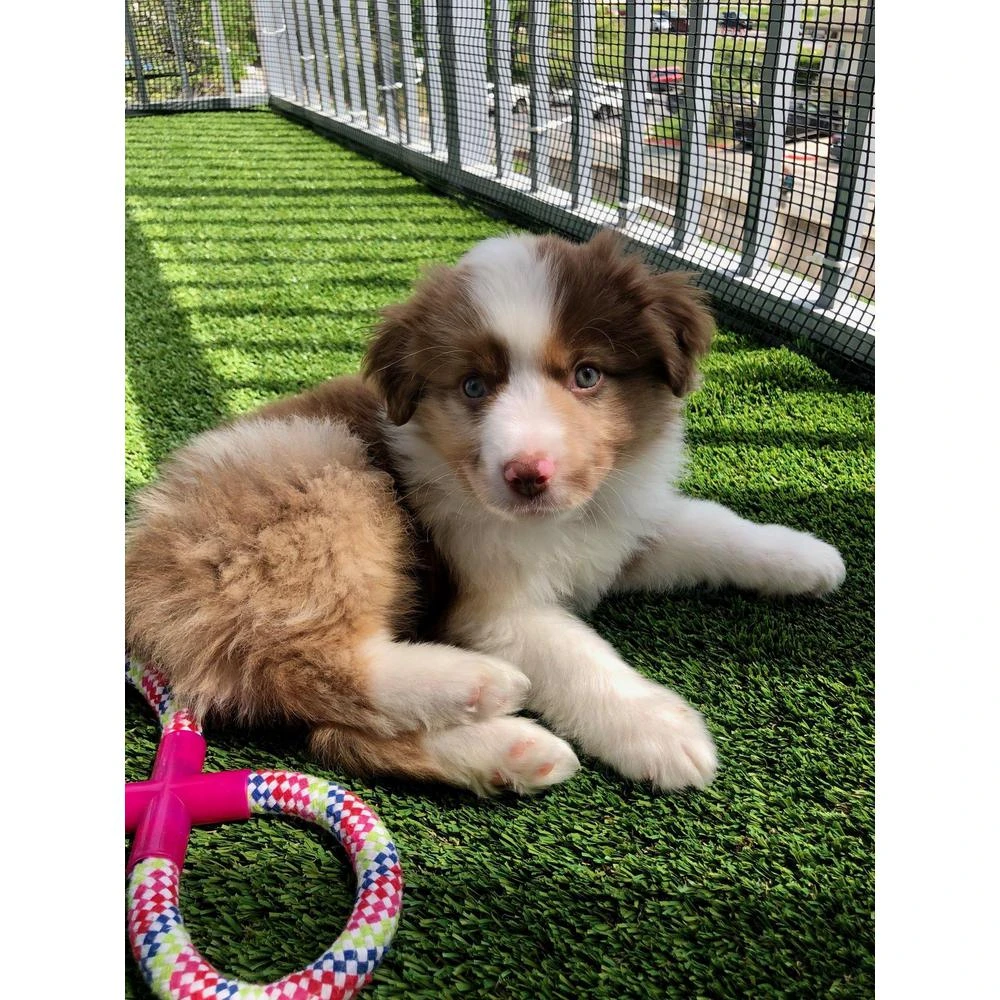 TrafficMaster Pet-Muliplay 12 Ft. Wide X Cut To Length Artificial Grass 2 TrafficMaster Pet-Muliplay 12 Ft. Wide X Cut To Length Artificial Grass - Image 2